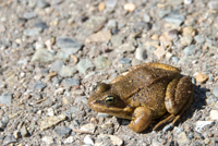 Toad