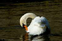 Swan