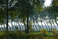 Bent trees