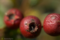 Berries