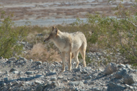 Coyote