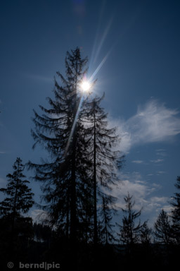 Morgenbrodstaler Graben