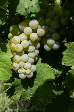 <div></div>